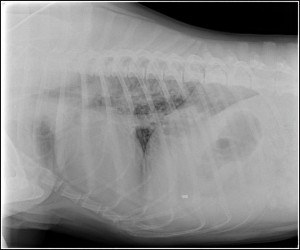 X-ray image of dog's ribs