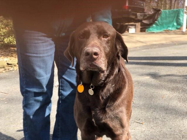 Hoby the Chocolate Lab