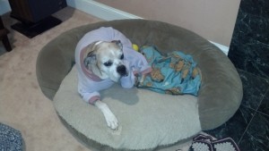 dog in fleece sweater laying down in bed