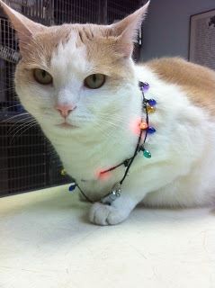 cat wrapped in christmas lights
