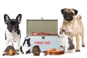 small pets next to first aid kit