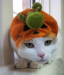 Mason the cat in a pumpkin costume