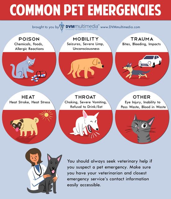 infographic on pet emergencies
