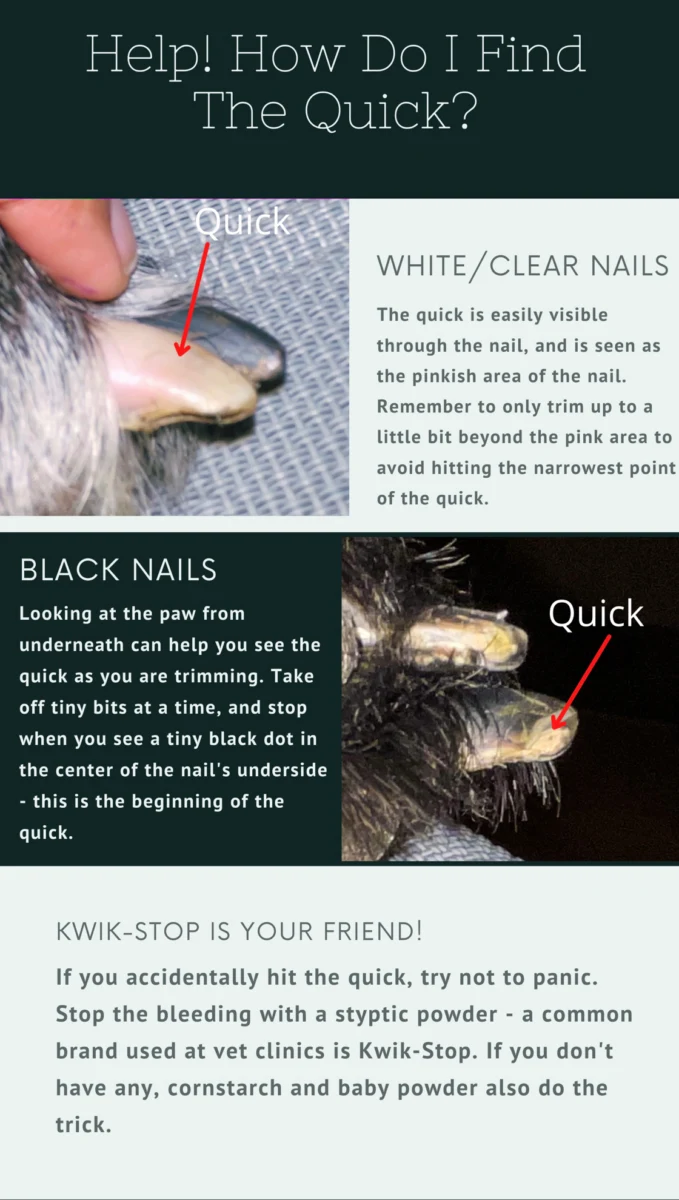 Read more about the article How do you find the quick on a dog’s nails?